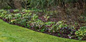 KAPUNDA PLANTS, BATH: LAWN, HELLEBORES. LENTEN, PERENNIALS, BORDERS, BEDS, FLOWERBEDS, GROUNDCOVER, MARCH, LATE WINTER, EARLY SPRING