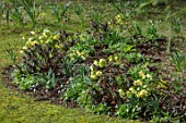KAPUNDA PLANTS, BATH: LAWN, HELLEBORES. LENTEN, PERENNIALS, BORDERS, BEDS, FLOWERBEDS, GROUNDCOVER, MARCH, LATE WINTER, EARLY SPRING, EUPHORBIA MARTINII