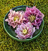KAPUNDA PLANTS, BATH. GREEN MOROCCAN BOWL WITH PICOTEE HELLEBORES FLOATING ON WATER. MOSS, PINK, DOUBLE, WHITE, PEACH, FLOWERS, MARCH, FLOWERHEADS, LENTEN