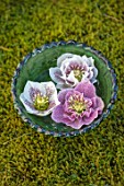 KAPUNDA PLANTS, BATH. GREEN MOROCCAN BOWL WITH HELLEBORES FLOATING ON WATER. MOSS, PINK, WHITE, CREAM, FLOWERS, MARCH, FLOWERHEADS, LENTEN, SINGLE, DOUBLE, SPECKLED, DOUBLE PINK