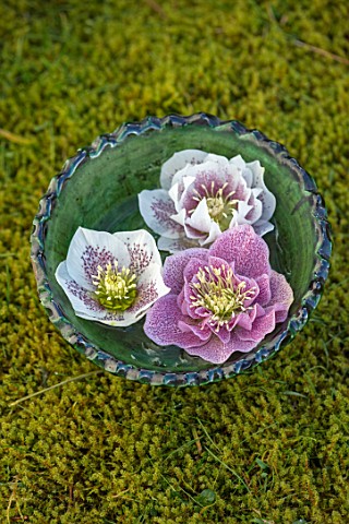 KAPUNDA_PLANTS_BATH_GREEN_MOROCCAN_BOWL_WITH_HELLEBORES_FLOATING_ON_WATER_MOSS_PINK_WHITE_CREAM_FLOW