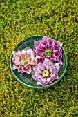KAPUNDA PLANTS, BATH. GREEN MOROCCAN BOWL WITH HELLEBORES FLOATING ON WATER. MOSS, PINK, PEACH, FLOWERS, MARCH, FLOWERHEADS, LENTEN
