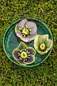 KAPUNDA PLANTS, BATH. GREEN MOROCCAN BOWL WITH GREEN HELLEBORES FLOATING ON WATER. MOSS, GREEN, PINK, FLOWERS, MARCH, FLOWERHEADS, LENTEN, SPECKLED, PICOTEE, ANEMONE CENTRED