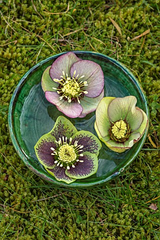 KAPUNDA_PLANTS_BATH_GREEN_MOROCCAN_BOWL_WITH_GREEN_HELLEBORES_FLOATING_ON_WATER_MOSS_GREEN_PINK_FLOW