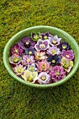 KAPUNDA PLANTS, BATH. GREEN BOWL WITH HELLEBORES FLOATING ON WATER. MOSS, GREEN, PINK, BLACK, PURPLE, WHITE, PEACH, APRICOT, FLOWERS, MARCH, FLOWERHEADS, LENTEN
