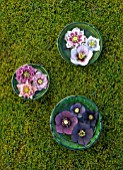 KAPUNDA PLANTS, BATH. GREEN MOROCCAN BOWLS WITH HELLEBORES FLOATING ON WATER. MOSS, GREEN, PINK, BLACK, PURPLE, WHITE, PEACH, APRICOT, FLOWERS, MARCH, FLOWERHEADS, LENTEN