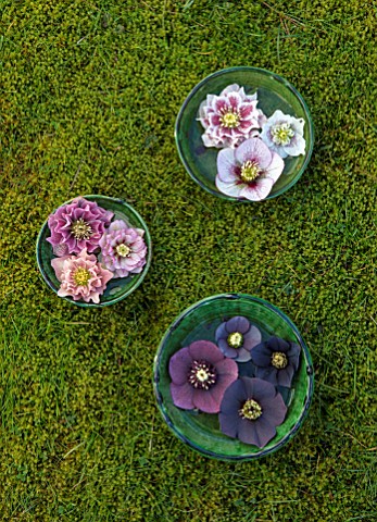 KAPUNDA_PLANTS_BATH_GREEN_MOROCCAN_BOWLS_WITH_HELLEBORES_FLOATING_ON_WATER_MOSS_GREEN_PINK_BLACK_PUR