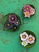 KAPUNDA PLANTS, BATH. GREEN MOROCCAN BOWLS WITH HELLEBORES FLOATING ON WATER. TABLE, GREEN, PINK, BLACK, PURPLE, WHITE, PEACH, APRICOT, FLOWERS, MARCH, FLOWERHEADS, LENTEN