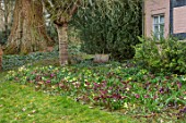 OLD COUNTRY FARM, WORCESTERSHIRE: BRICK PATH COVERED IN MOSS BESIDE HOUSE WITH HELEN BALLARD HELLEBORE BORDER OF HELLEBORUS X HYBRIDUS. PERENNIALS, BORDERS, MARCH