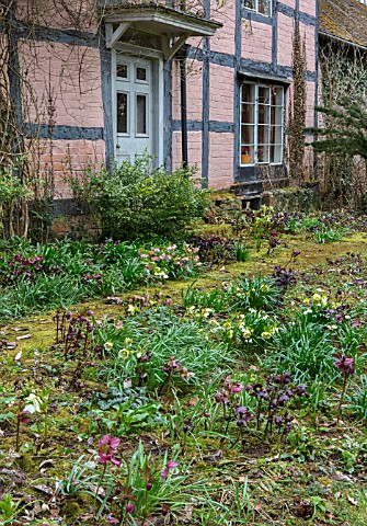OLD_COUNTRY_FARM_WORCESTERSHIRE_BRICK_PATH_COVERED_IN_MOSS_BESIDE_HOUSE_WITH_HELEN_BALLARD_HELLEBORE