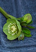 OLD COUNTRY FARM, WORCESTERSHIRE: CLOSE UP OF HELLEBORE - HELLEBORUS X HYBRIDUS GREENCUPS ON SLATE. PERENNIAL, STILL LIFE