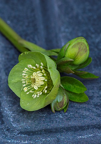 OLD_COUNTRY_FARM_WORCESTERSHIRE_CLOSE_UP_OF_HELLEBORE__HELLEBORUS_X_HYBRIDUS_GREENCUPS_ON_SLATE_PERE