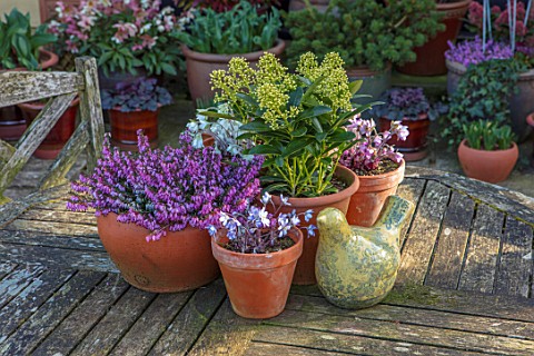 JOHN_MASSEY_GARDEN_ASHWOOD_NURSERIES_WORCESTERSHIRE_WOODEN_GARDEN_TABLE_CONTAINERS__SKIMMIA_JAPONICA