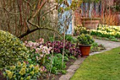 JOHN MASSEY GARDEN, ASHWOOD NURSERIES, WORCESTERSHIRE: LAWN, BORDER WITH HELLEBORES, CONTAINER WITH SKIMMIA KEW GREEN. SPRING, BORDERS, NARCISSUS TRENA, MARCH