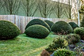 JOHN MASSEY GARDEN, ASHWOOD NURSERIES, WORCESTERSHIRE: WOODEN FENCES, FENCING, LAWN, CLIPPED TOPIARY YEW, TAXUS BACCATA, YEWS, EVERGREENS, SHRUBS, MARCH, SPRING, HEDGES, HEDGING