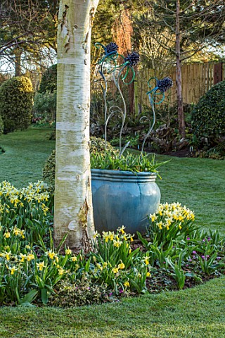 JOHN_MASSEY_GARDEN_ASHWOOD_NURSERIES_WORCESTERSHIRE_BORDER_WITH_BLUE_GLAZED_CONTAINER_TULIPS_MARCH_N