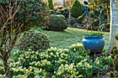 JOHN MASSEY GARDEN, ASHWOOD NURSERIES, WORCESTERSHIRE: BORDER WITH BLUE GLAZED CONTAINER, TULIPS, MARCH, NARCISSUS TRENA, AGM, SPRING, LAWN, BEDS, FLOWERBEDS, BULBS
