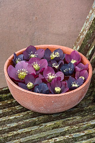 OLD_COUNTRY_FARM_WORCESTERSHIRE_HELLEBORES_FLOATING_IN_WATER_IN_TERRACOTTA_CONTAINER_DARK_RED_PLUM_B