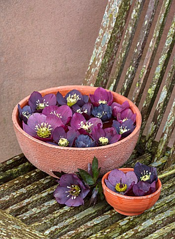 OLD_COUNTRY_FARM_WORCESTERSHIRE_HELLEBORES_FLOATING_IN_WATER_IN_TERRACOTTA_CONTAINERS_DARK_RED_PLUM_