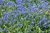 NATURALISTIC PLANTING OF SCILLA FORBESII SYN. CHIONODOXA FORBESII. BLUE, FLOWERS, SPRING, BULBS, PERENNIALS