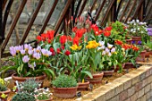 CAMBRIDGE UNIVERSITY BOTANICAL GARDEN: THE NATIONAL COLLECTION OF SPECIES TULIP IN THE ALPINE HOUSE. FLOWERS, SPRING, BULBS, GLASSHOUSE