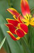 CAMBRIDGE UNIVERSITY BOTANICAL GARDEN: PLANT PORTRAIT OF SPECIES TULIP - TULIPA SCHRENKII ( SYN. SUAVEOLENS). FLOWERS, SPRING, BULBS, RED, YELLOW, FLOWERING