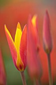 CAMBRIDGE UNIVERSITY BOTANICAL GARDEN: PLANT PORTRAIT OF SPECIES TULIP - TULIPA CLUSIANA VAR. CHRYSANTHA. FLOWERS, SPRING, RED, YELLOW, FLOWERING, CANDLESTICK, AGM, GOLDEN LADY