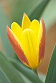 CAMBRIDGE UNIVERSITY BOTANICAL GARDEN: PLANT PORTRAIT OF SPECIES TULIP - TULIPA X TSCHIMGANICA. FLOWERS, SPRING, YELLOW, ORANGE, FLOWERING
