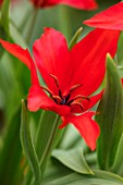 CAMBRIDGE UNIVERSITY BOTANICAL GARDEN: PLANT PORTRAIT OF SPECIES TULIP - TULIPA PRAESTANS REGELS VARIETY. FLOWERS, SPRING, RED, FLOWERING