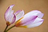 CAMBRIDGE UNIVERSITY BOTANICAL GARDEN: PLANT PORTRAIT OF SPECIES TULIP - TULIPA CRETICA. FLOWERS, SPRING, YELLOW, PINK, WHITE, FLOWERING