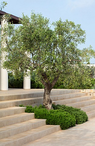 PORTO_HELI_GREECE_DESIGNER_THOMAS_DOXIADIS_VILLA_GARDEN_OLIVE_TREE_GROWING_OUT_OF_STEPS_WITH_ROSEMAR