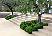 PORTO HELI, GREECE, DESIGNER THOMAS DOXIADIS: VILLA GARDEN. OLIVE TREES GROWING OUT OF STEPS WITH ROSEMARY. GREEK, LANDSCAPE, VILLAS