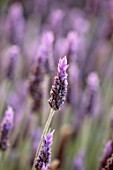 PORTO HELI, GREECE, DESIGNER THOMAS DOXIADIS: CLOSE UP OF LAVENDER FLOWER. PURPLE, BLUE, BLOOM, BLOOMS, SCENT, SCENTED, FRAGRANT