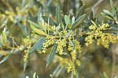 PORTO HELI, GREECE, DESIGNER THOMAS DOXIADIS: CLOSE UP PLANT PORTRAIT OF OLIVE FLOWERS, TREES, SHRUBS, MEDITERRANEAN, YELLOW, FLOWERING