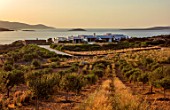 ANTIPAROS, GREECE, DESIGNER THOMAS DOXIADIS: OLIVE GROVE DOWN TO VILLA BY THE SEA, DAWN, GREEK, LANDSCAPE, HYPARRHENIA HIRTA
