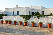 ANTIPAROS, GREECE, DESIGNER THOMAS DOXIADIS:WHITE PAINTED VILLA WITH ROSEMARY CASCADING OVER WALL AND TERRACOTTA CONTAINERS. GREEK, LANDSCAPE