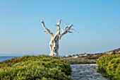 ANTIPAROS, GREECE, DESIGNER THOMAS DOXIADIS: VILLA GARDEN WITH STONE PATH AND WHITE METAL OLIVE TREE SCULPTURE LOOKING OUT TO SEA. PATHS