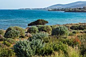ANTIPAROS, GREECE, DESIGNER THOMAS DOXIADIS: CLIPPED SHRUB PLANTING BESIDE THE SEA