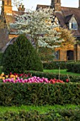 WARDINGTON MANOR, OXFORDSHIRE: THE LAND GARDENERS - SPRING, TULIPS GROWING IN CUTTING GARDEN. YEW, TOPIARY, HEDGES, HEDGING, TULIPA, BULBS, FLOWERING, TAXUS, AMELANCHIER