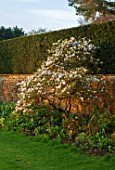 WARDINGTON MANOR, OXFORDSHIRE: MAGNOLIA STELLATA BESIDE WALL AND YEW HEDGE, HEDGING, HEDGES, SPRING, TREE