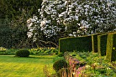 WARDINGTON MANOR, OXFORDSHIRE: MAGNOLIA ON THE UPPER LAWN. GRASS, YEW, HEDGES, HEDGING, TREES