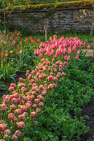 THE_LAND_GARDENERS_WARDINGTON_MANOR_OXFORDSHIRE_TULIPS_GROWING_IN_THE_CUTTING_GARDEN_WALLED_COUNTRY_