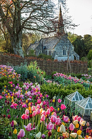THE_OLD_PARSONAGE_LITTLE_BREDY_DORSET_SPRING_POTAGER_WITH_TULIPS_IN_PINK_DEEP_RED_AND_LEMON_SHADES_G