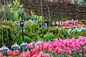 THE OLD PARSONAGE, LITTLE BREDY,DORSET: THE POTAGER WITH TULIPA PINK IMPRESSION, CHERRY DELIGHT & HELMAR.CUTTING GARDEN,GLASS CLOCHES,SPRING,WILLOW HURDLES,LOW BOX HEDGING.