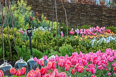 THE_OLD_PARSONAGE_LITTLE_BREDYDORSET_THE_POTAGER_WITH_TULIPA_PINK_IMPRESSION_CHERRY_DELIGHT__HELMARC