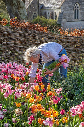 THE_OLD_PARSONAGE_DORSET_OWNER_CHARLIE_MCCORMICK_PICKING_TULIPS_IN_THE_CUTTING_GARDEN
