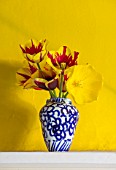 THE OLD PARSONAGE, DORSET: BLUE AND WHITE VASE WITH STRIPED TULIPA HELMAR AND STRONG GOLD AGAINST BRIGHT YELLOW BACKGROUND. INTERIOR, DESIGN, HOME, FLORAL, ARRANGEMENT.
