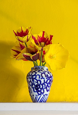 THE_OLD_PARSONAGE_DORSET_BLUE_AND_WHITE_VASE_WITH_STRIPED_TULIPA_HELMAR_AND_STRONG_GOLD_AGAINST_BRIG
