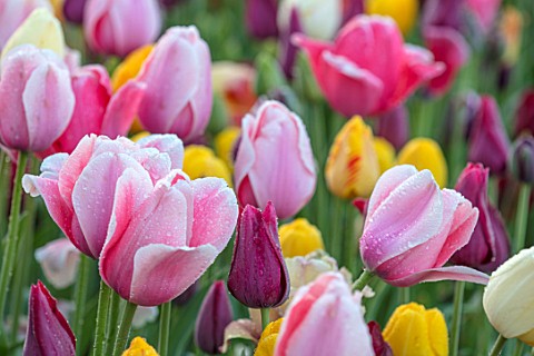 THE_OLD_PARSONAGE_DORSET_BORDER_OF_TULIPS_WITH_PINK_TULIPA_OLLIOULES_DEEP_RED_MERLOT_AND_YELLOW_STRO