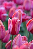 THE OLD PARSONAGE, DORSET: CLOSE UP PLANT PORTRAIT OF TULIPA CHERRY DELIGHT. BORDER, FLOWER, BULB, BRIGHT PINK, CUTTING GARDEN.
